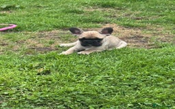 French Bulldog dogs for sale: 🏆KC registered, Standard French Bulldog Puppies🏆 - Image 26