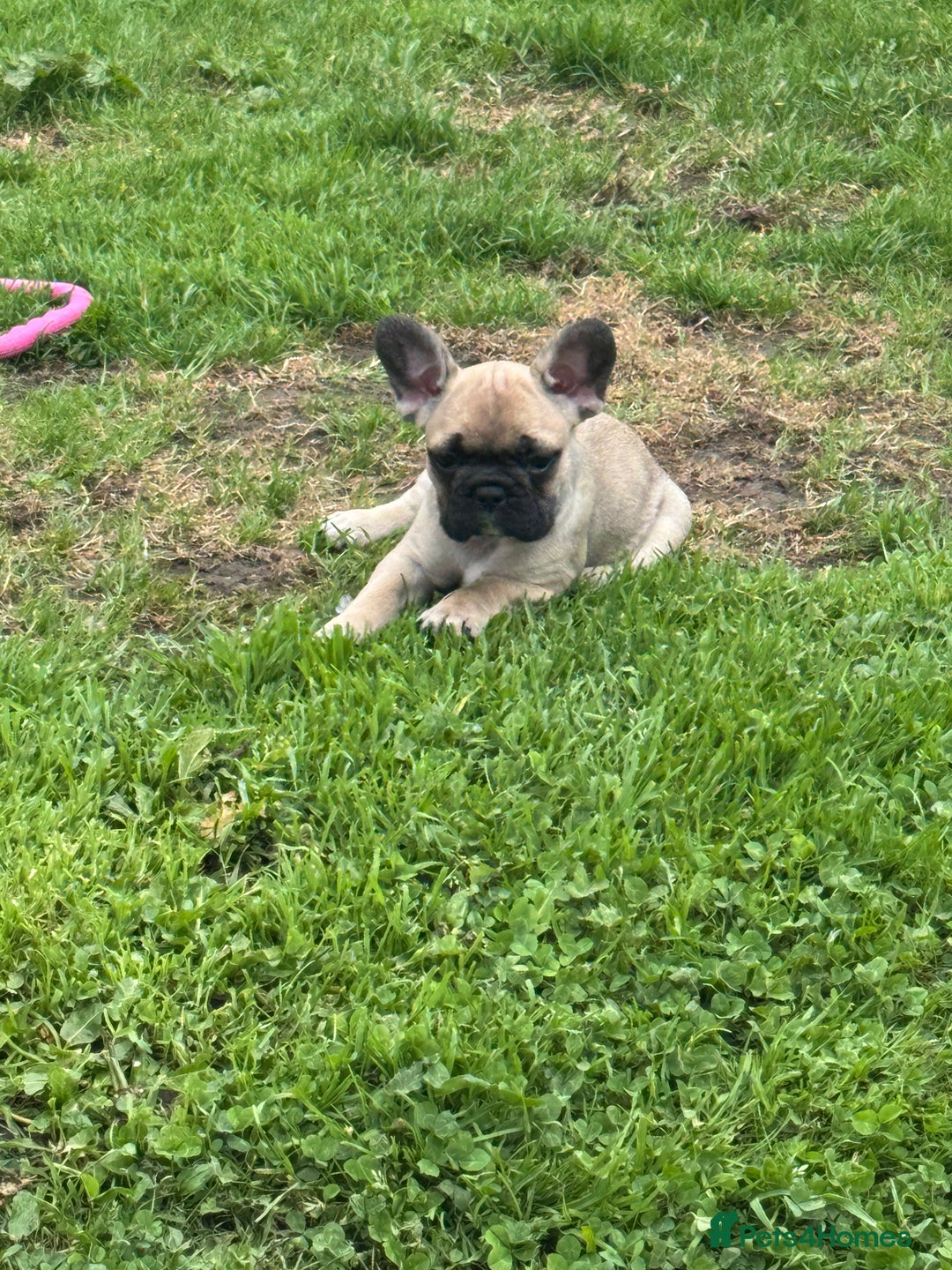 French Bulldog dogs for sale: 🏆KC registered, Standard French Bulldog Puppies🏆 - Image 26