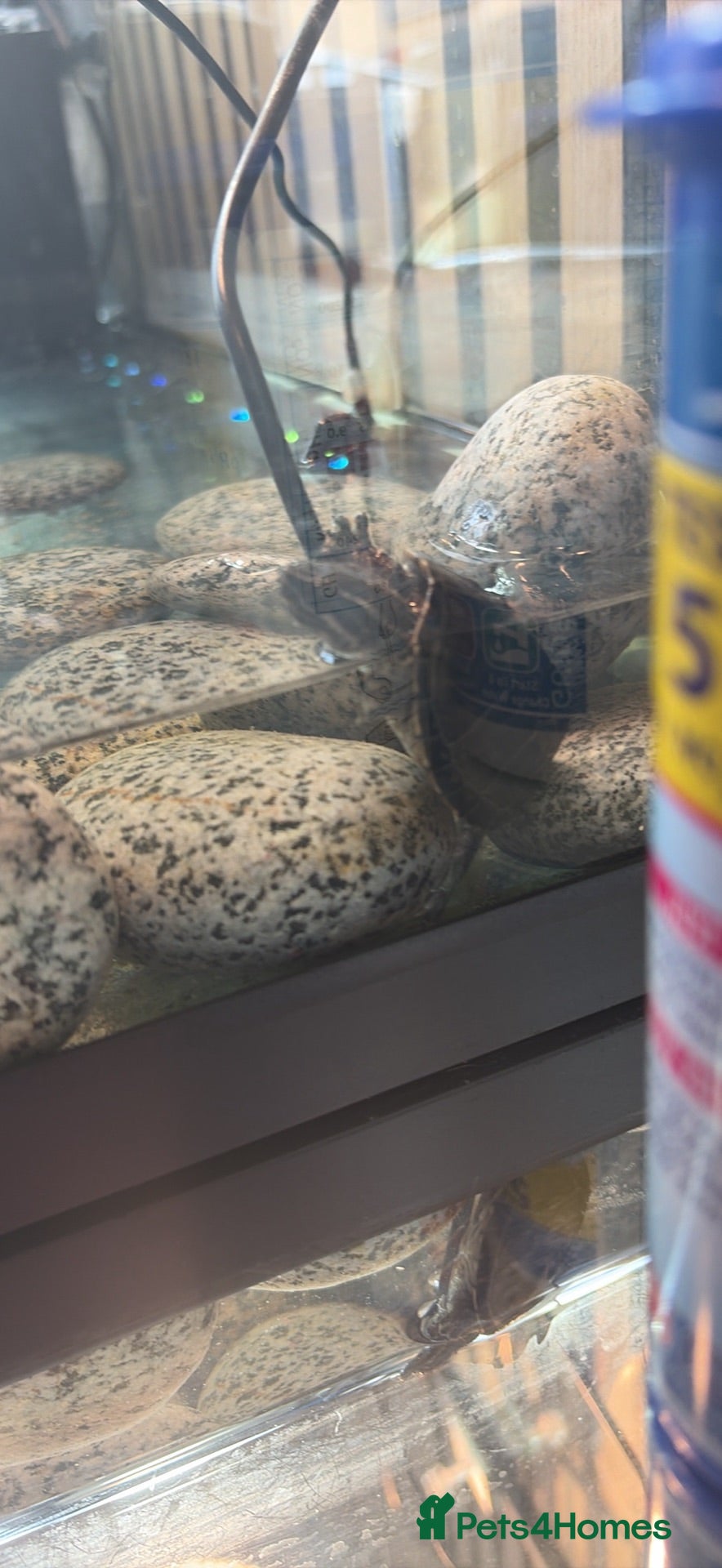Turtle reptiles Turtles and set up - Advert 1
