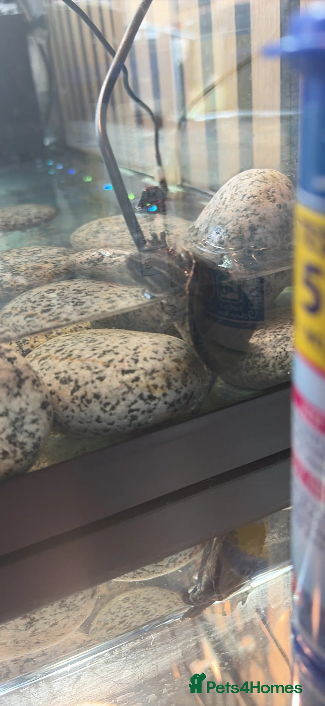 Turtle reptiles for sale: Turtles and set up - Advert 1