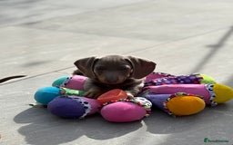 Miniature Dachshund dogs for sale: Isabella & tan miniature smoothcoat daschunds - Image 2