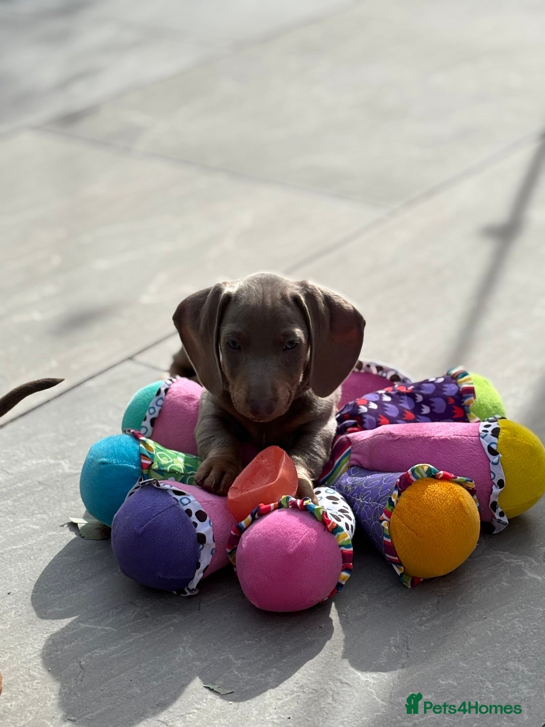 Miniature Dachshund dogs for sale: Isabella & tan miniature smoothcoat daschunds - Image 2