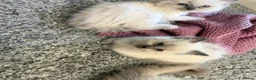 Ragdoll cats for sale: Beautiful pure bred ragdolls  - Advert 10