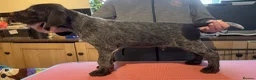 German Wirehaired Pointer dogs for sale: Ready to go to their new homes - Advert 6