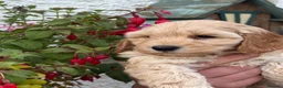 Cockapoo dogs for sale: Quality F1B Cockapoos by Licensed Breeder - Advert 6