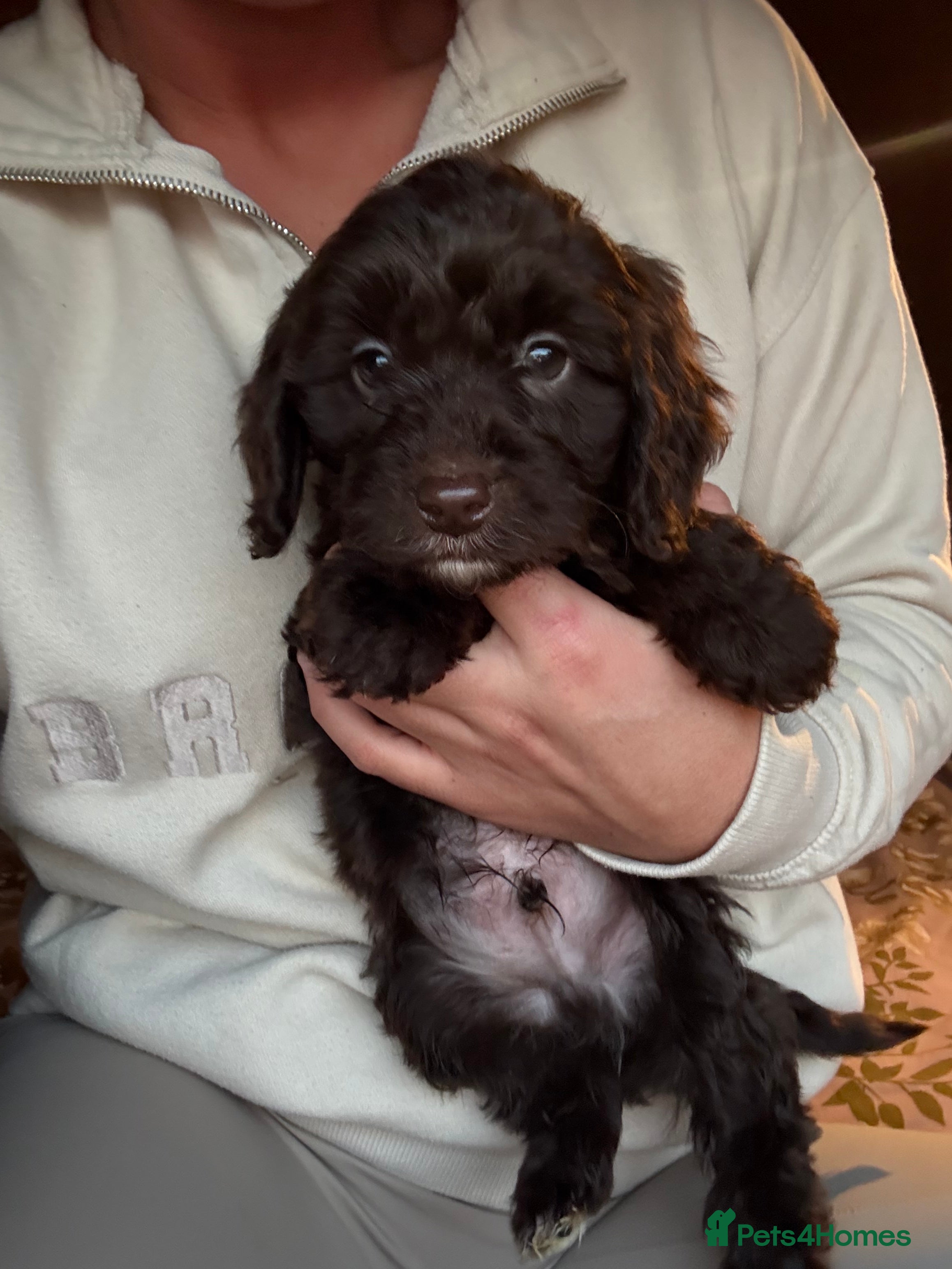 Cockapoo dogs Cockatoo Puppys - Advert 1