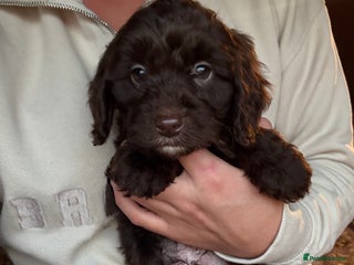 Cockapoo dogs Cockatoo Puppys - Advert 12