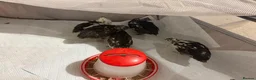 Quail poultry for sale: 6 Japanese Coturnix Quail x6 (2 Males & 4 Females) - Advert 13
