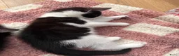 Mixed Breed cats for sale: Our chocolate kitties!!! in Cardiff - Advert 9