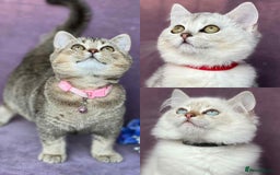 British Shorthair cats for sale: Lovely BSH kittens - ready for their forever homes - Image 19