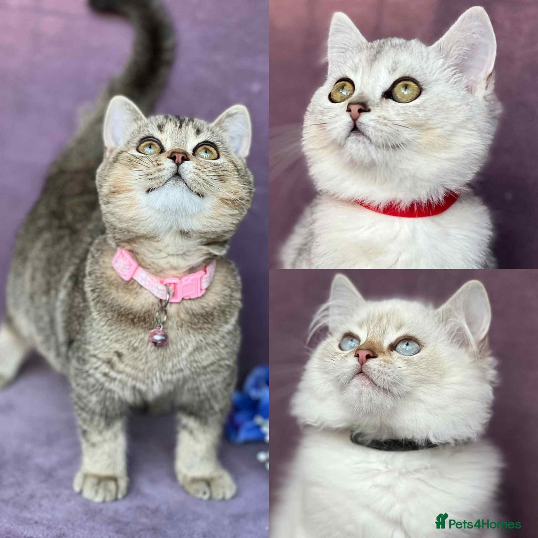 British Shorthair cats for sale: Lovely BSH kittens - ready for their forever homes - Image 19