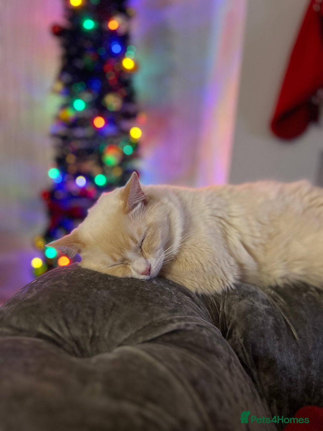 Ragdoll cats for sale: gorgeous flame ragdoll in Stevenage - Image 1