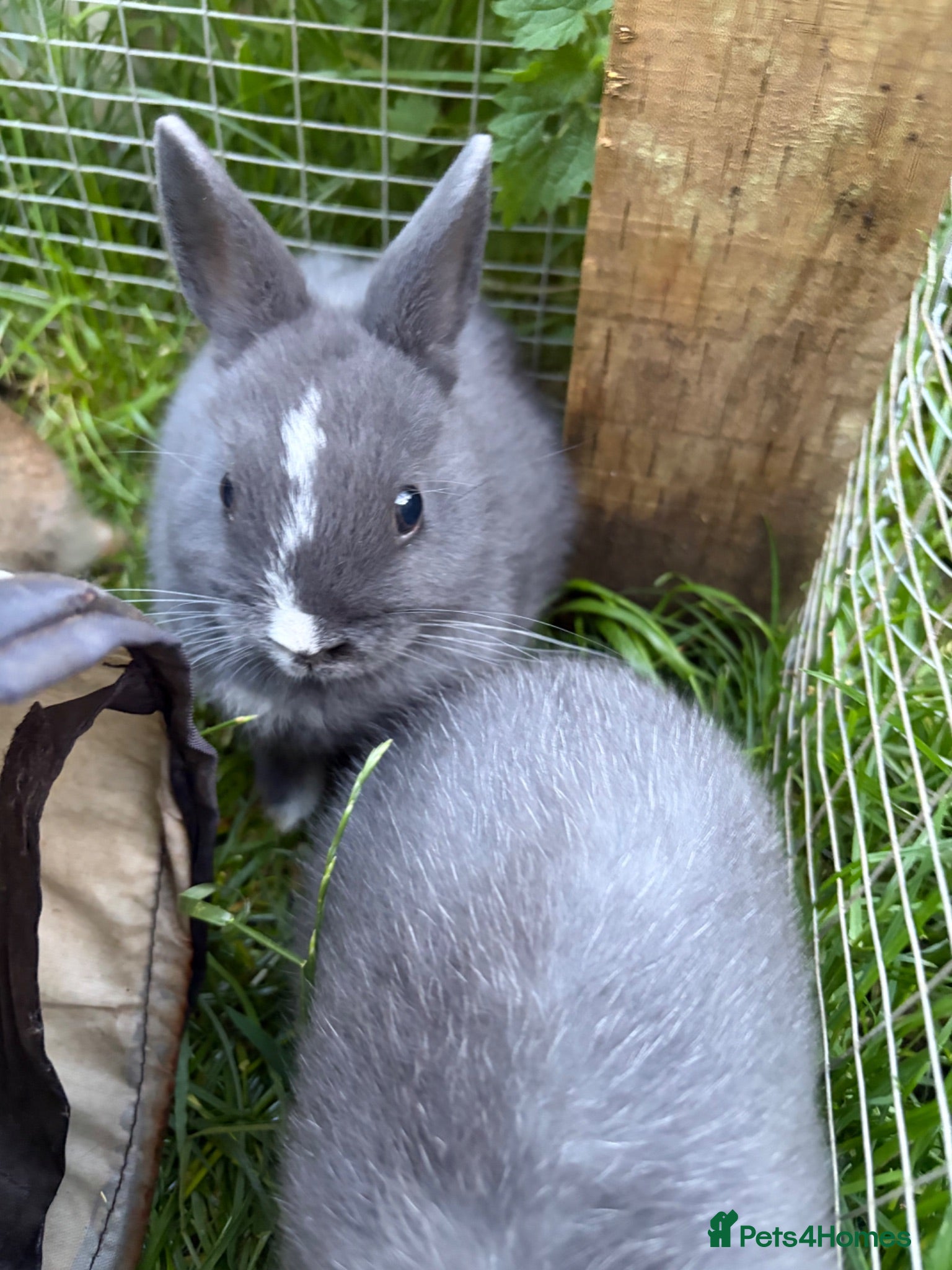Netherland Dwarf rabbits Pure Netherland dwarf   - Advert 1