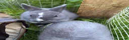 Netherland Dwarf rabbits for sale: Pure Netherland dwarf   - Advert 7