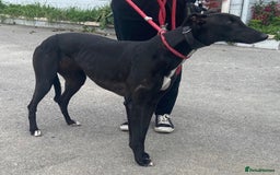 Greyhound dogs for adoption: Sweet & friendly Orandie wants a forever home  - Image 1