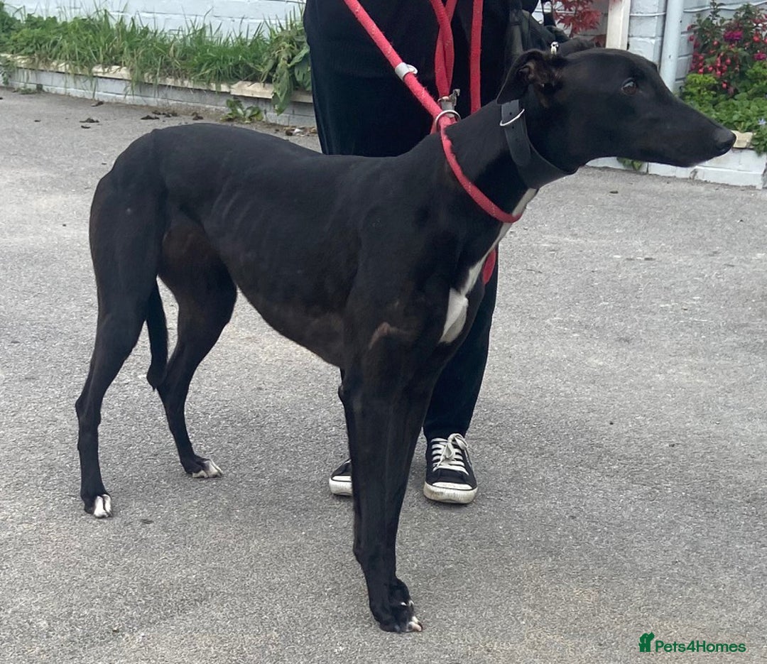 Greyhound dogs for adoption: Sweet & friendly Orandie wants a forever home  - Image 1