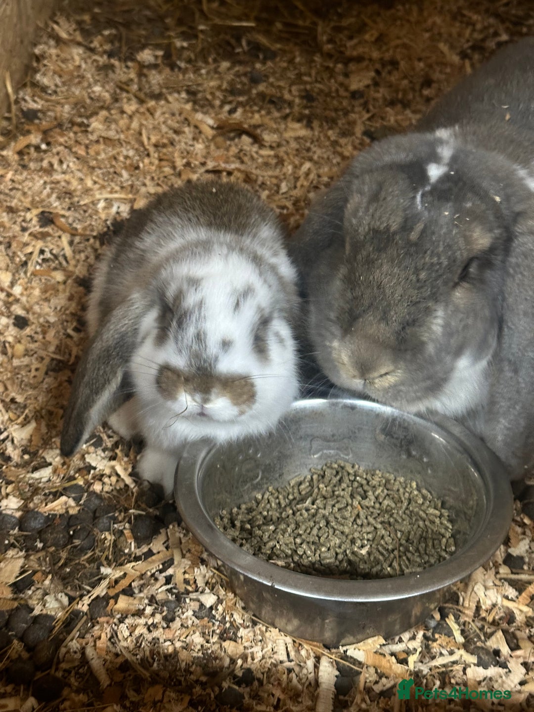 French Lop rabbits for sale: 1 French Lop baby ready to go - Image 4