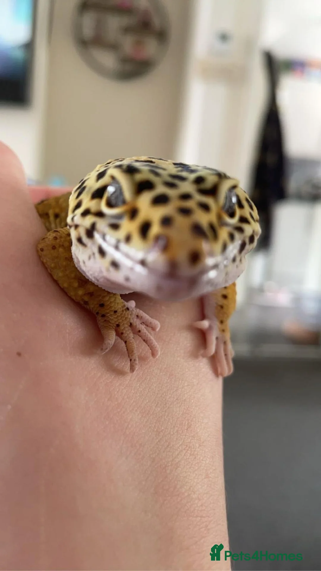 Leopard Gecko reptiles for sale: Leopard Gecko  - Advert 4
