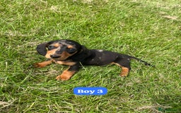 Dachshund dogs for sale: Dachshund Puppies  - Image 9