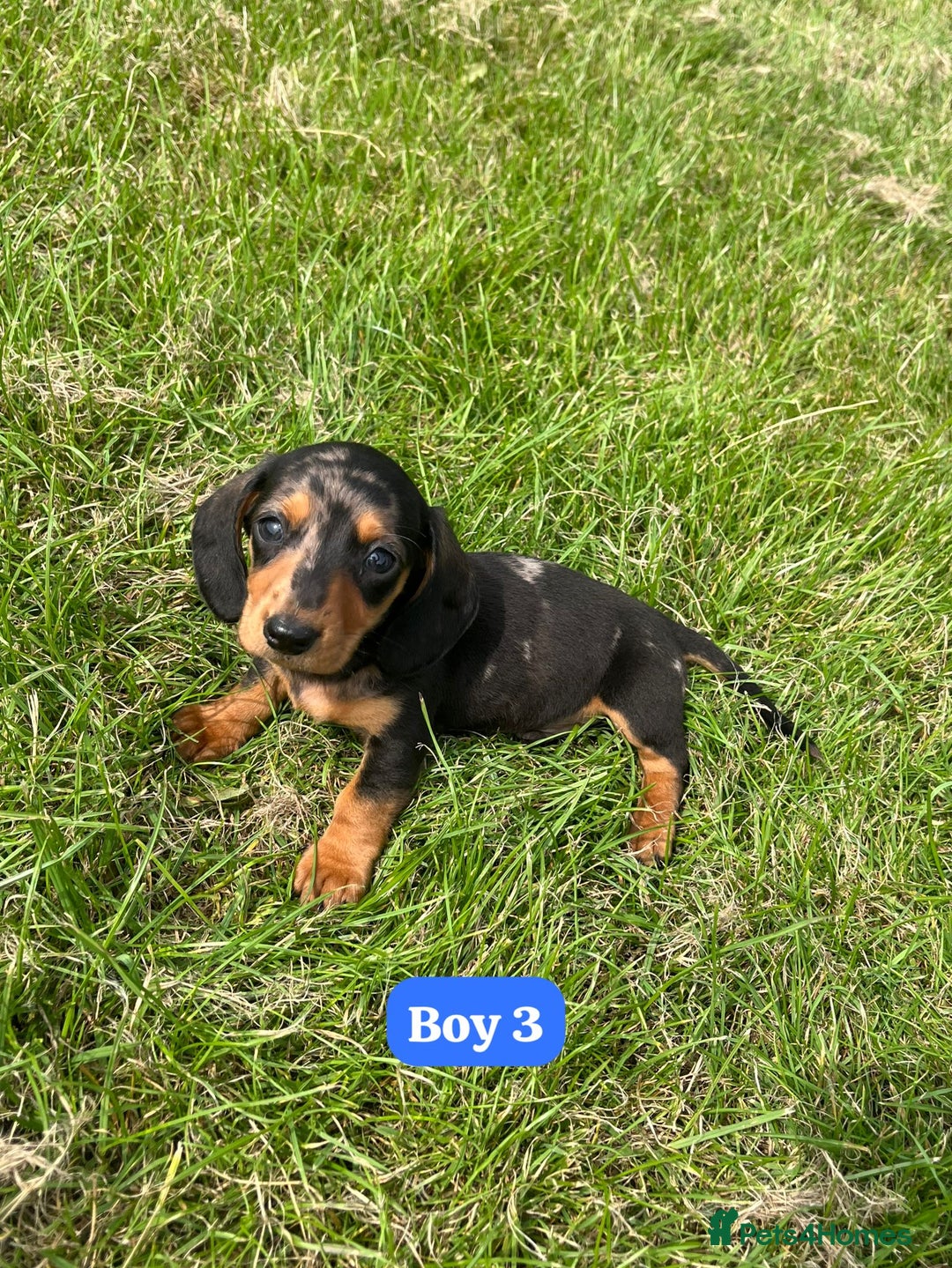 Dachshund dogs for sale: Dachshund Puppies  - Image 9