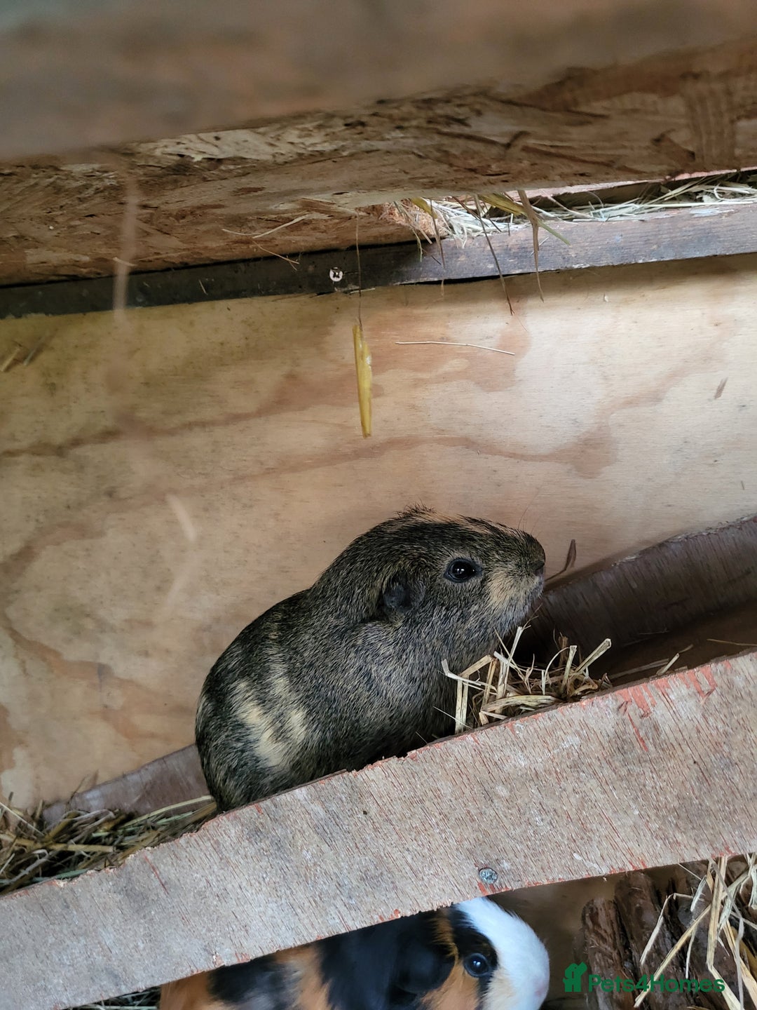 Guinea Pig rodents for sale: Baby Guniea Pigs For Sale - Advert 7
