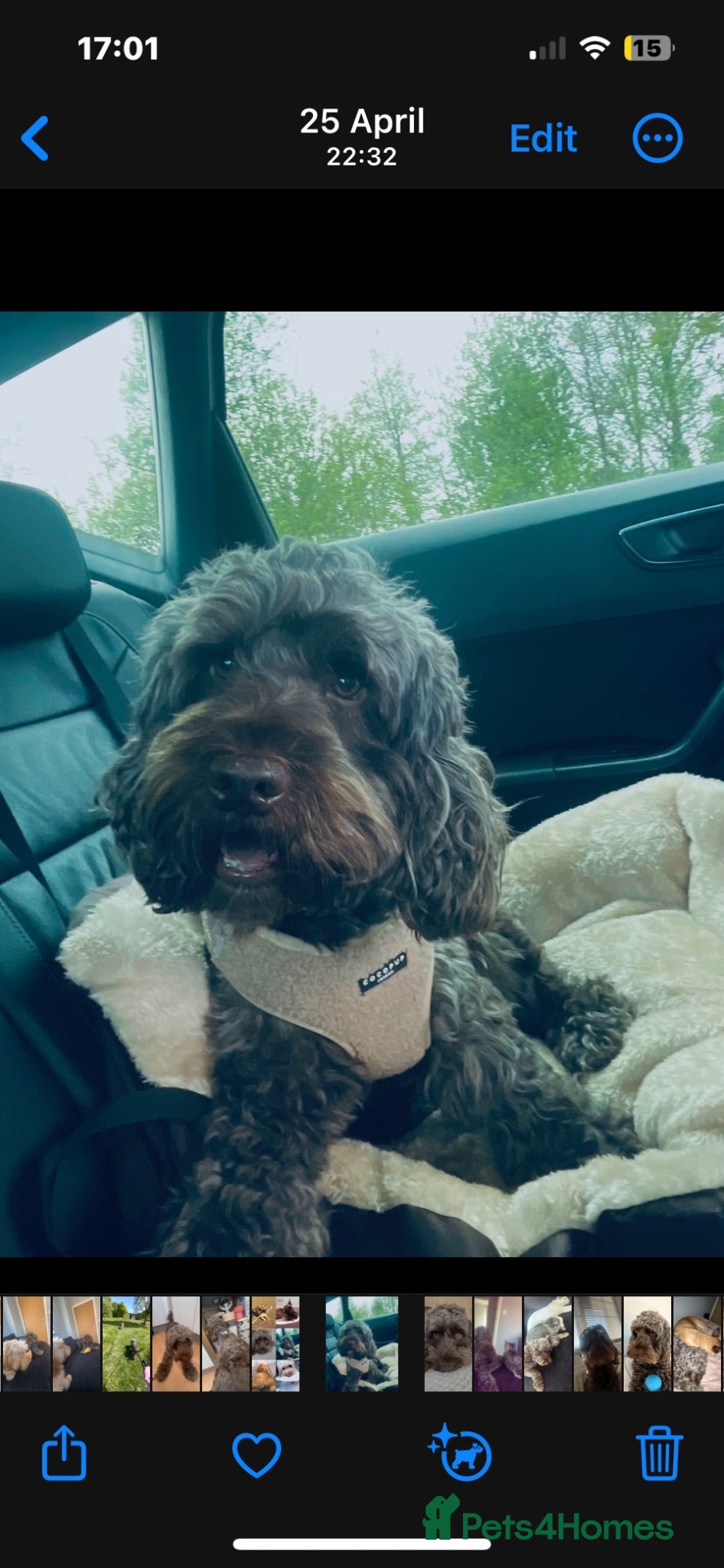 Cockapoo dogs Cockapoo for stud🤎 - Advert 3