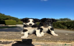 Border Collie dogs for sale: Tri coloured collie pups - Image 4