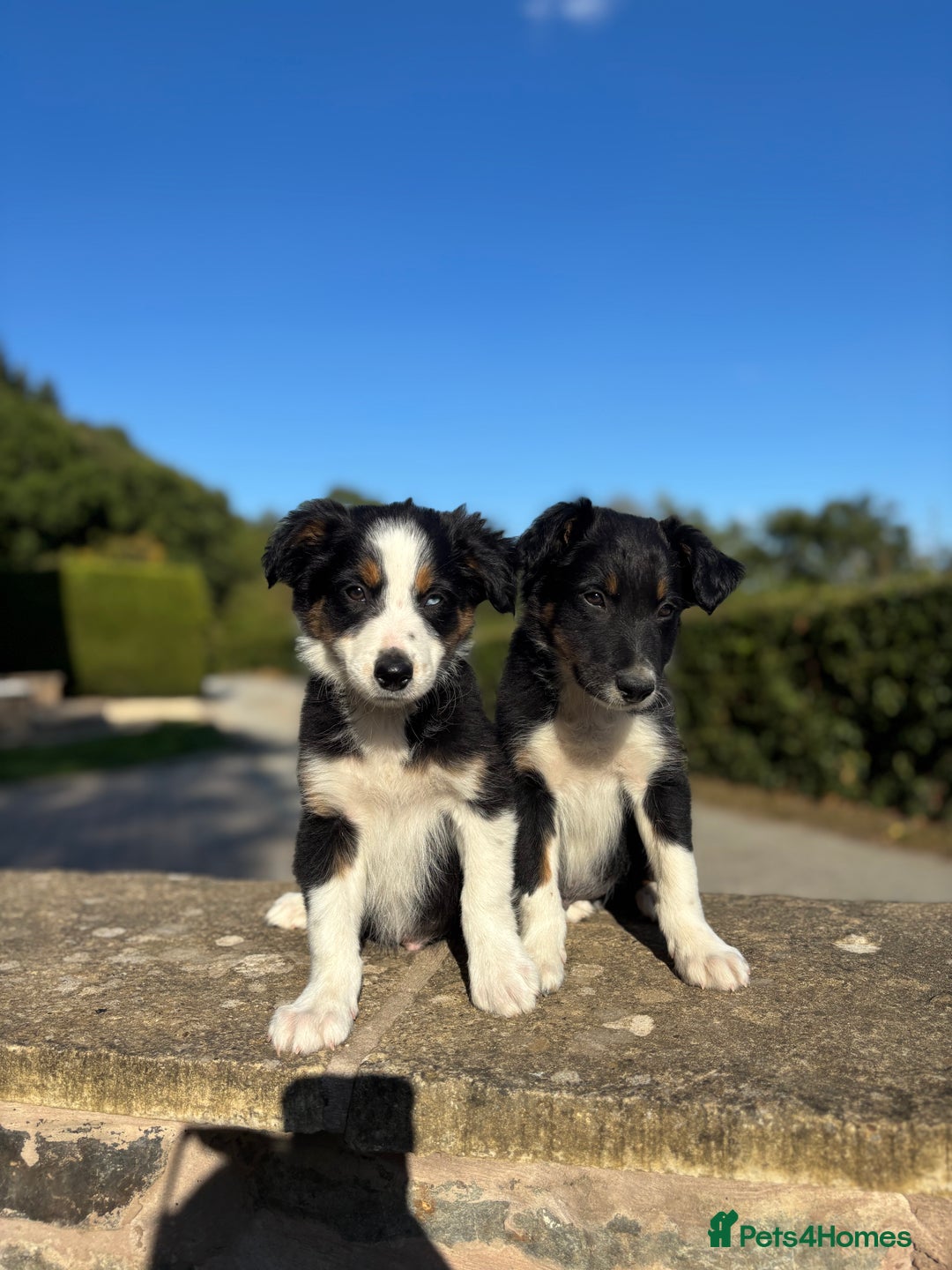 Border Collie dogs for sale: Tri coloured collie pups - Image 4