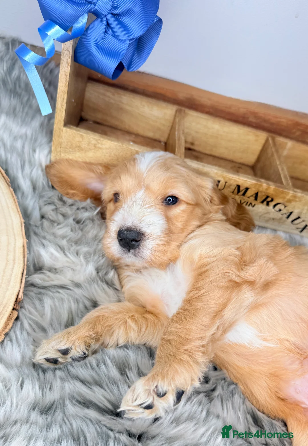 Australian Labradoodle dogs for sale: Australian labradoodle  - Advert 21