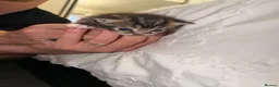 Domestic Shorthair cats for sale: Kittens - Advert 14