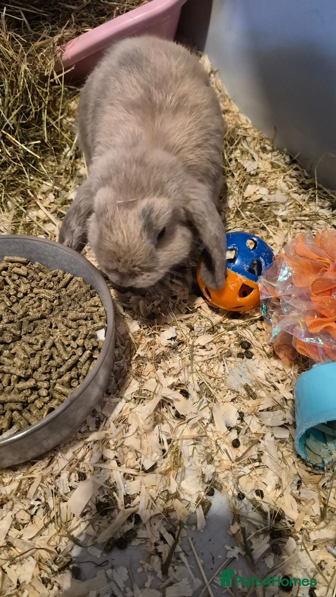 Mini Lop rabbits for sale: Mini lops in Dromore - Advert 2