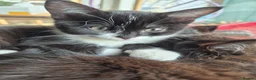 Ragdoll cats for sale: BSH Ragdoll mix in Luton - Advert 2