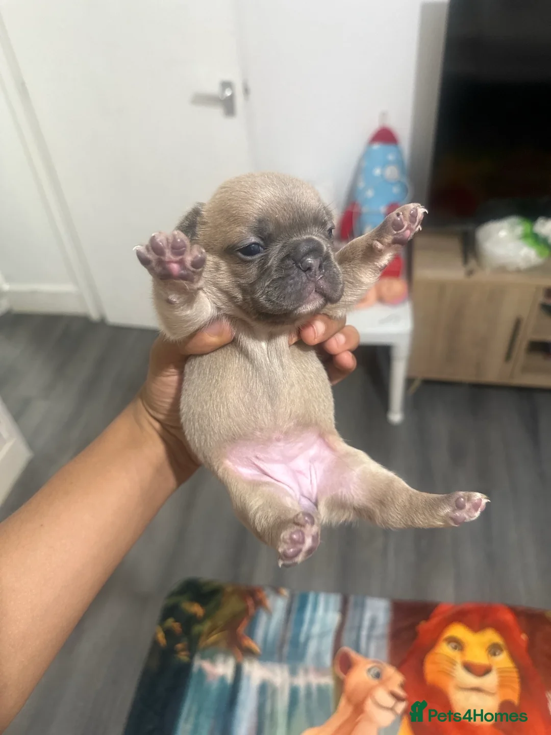 French Bulldog dogs for sale: French Bulldogs (healthy & friendly B&G litter)🐶 - Advert 2
