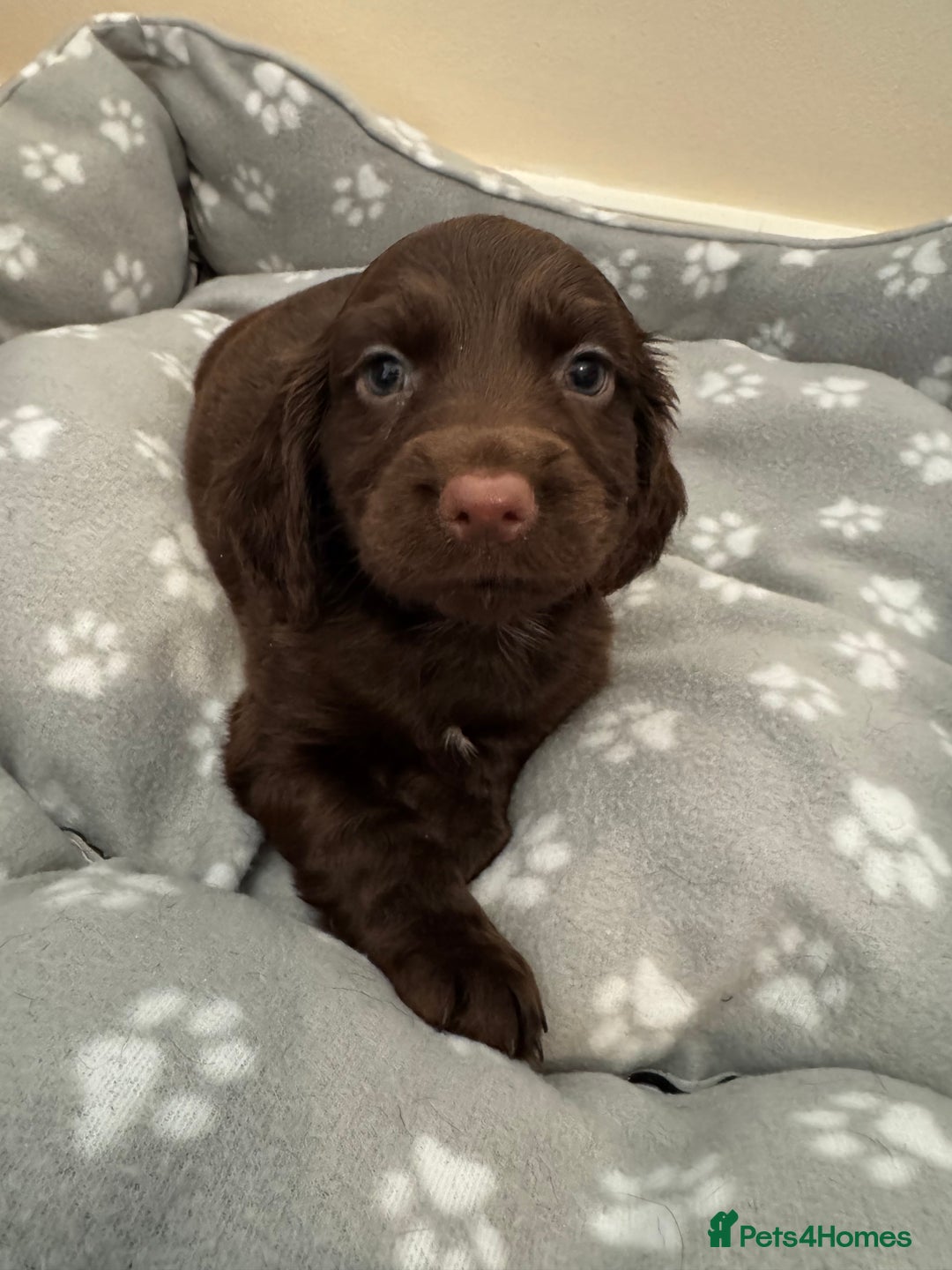 Cocker Spaniel dogs for sale: Cocker spaniel puppies - Image 4