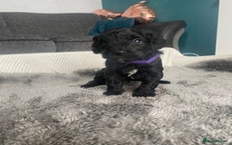 Cockapoo dogs for sale: **Last** Male Cockapoo Puppies avaliable 8th Oct  - Image 13