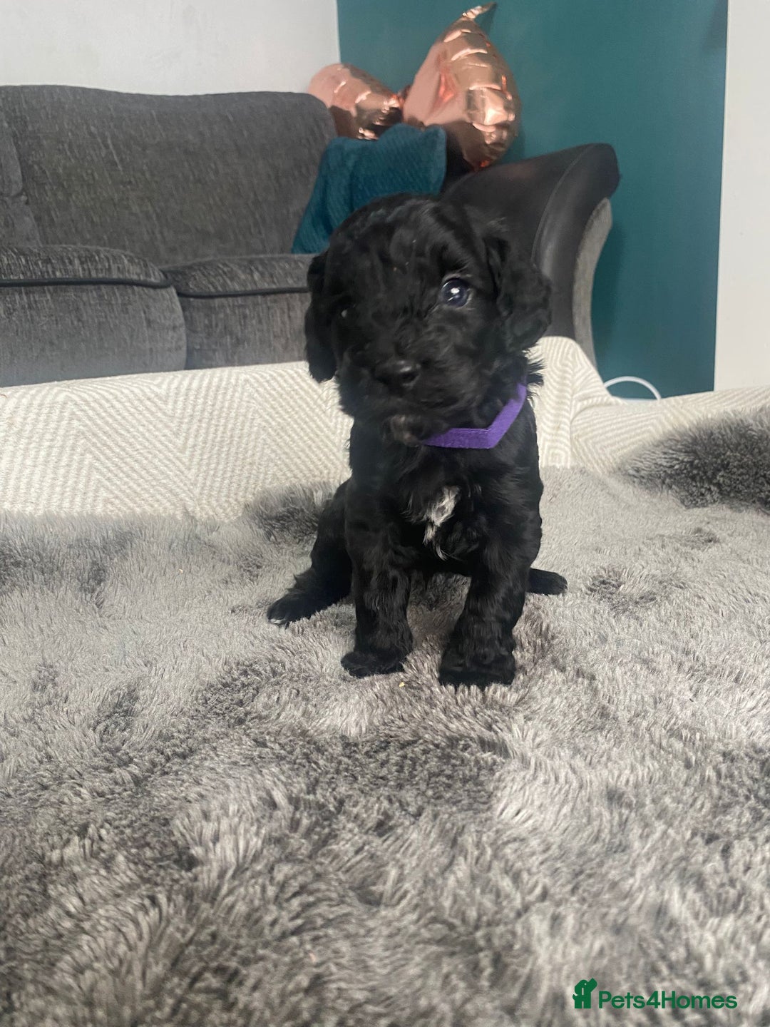 Cockapoo dogs for sale: **Last** Male Cockapoo Puppies avaliable 8th Oct  - Image 13