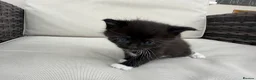 Maine Coon cats for sale: Maine Coon X’s - Advert 14