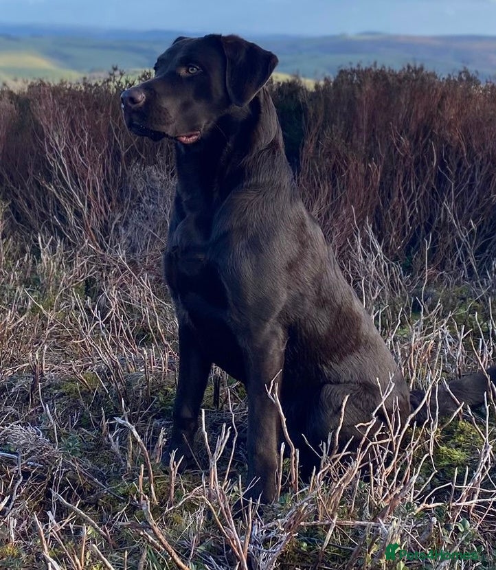 Labrador Retriever dogs Chocolate KC Reg Labrador Stud - Advert 2