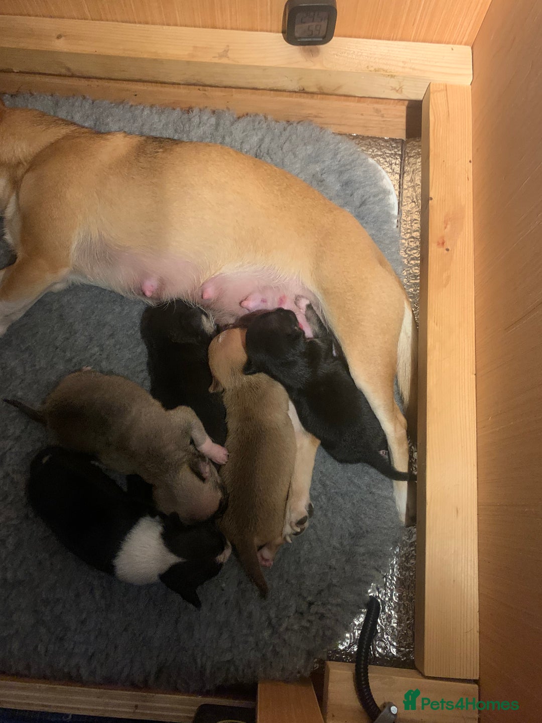 Chihuahua dogs for sale: 💛 Beautiful Chihuahua Pups – Ready 2nd Jan 26 💛 - Advert 5