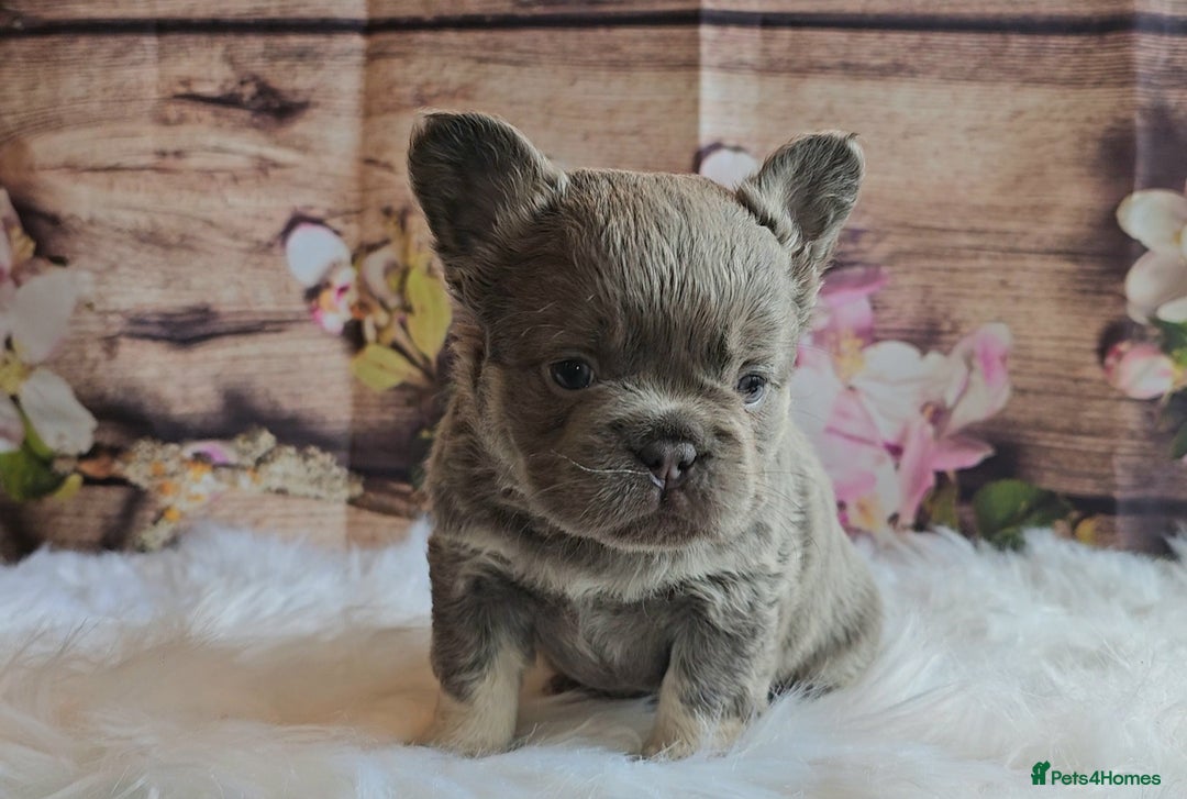 French Bulldog dogs for sale: Welcome to the Fluffy Crew 🥰 - Advert 38