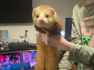 Ferret rodents Ferret hobs - Advert 1