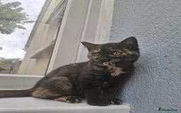 Selkirk Rex cats for sale: Pedigree Selkirk rex  kittens ready now  in Burnham-on-Sea - Image 7
