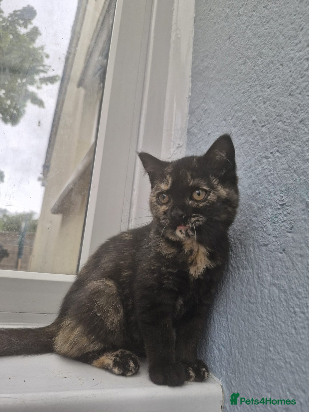 Selkirk Rex cats for sale: Pedigree Selkirk rex  kittens ready now  in Burnham-on-Sea - Image 7
