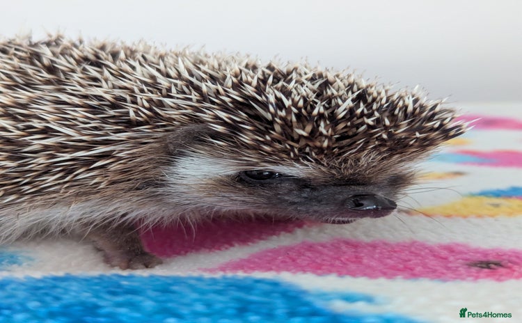 Pygmy Hedgehog rodents - Advert 4
