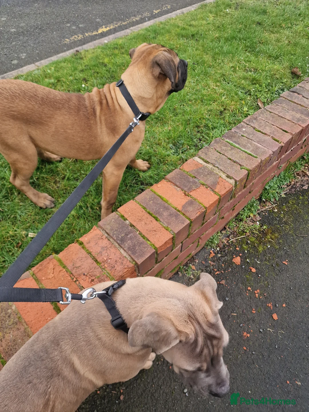 Cane Corso dogs for sale: 8 month old cane corso in West Bromwich - Advert 2