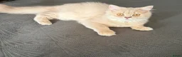 British Longhair cats for sale: ⭐️GCCF BLH Golden Lilac Girl💝 - Advert 8