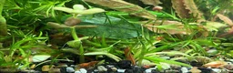 Shrimps fish for sale: Black, red, and yellow freshwater shrimp  - Advert 9