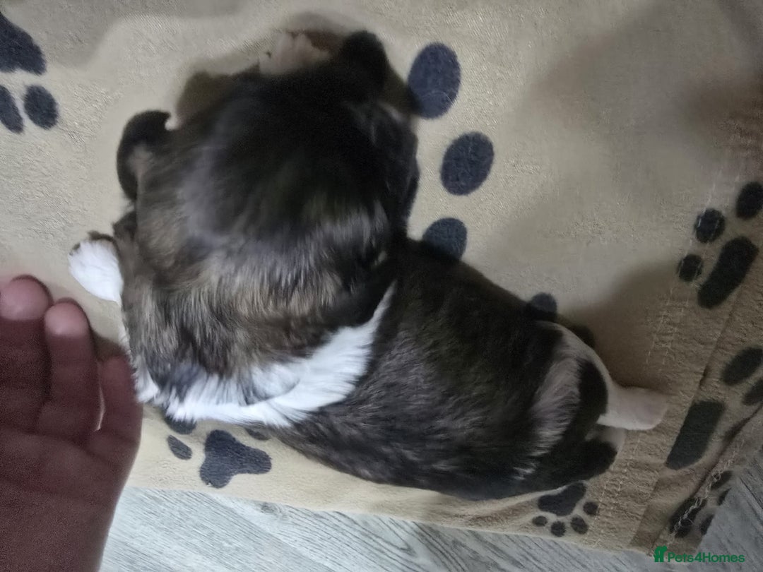 Shih Tzu dogs for sale: Shih tzu pups - Advert 2