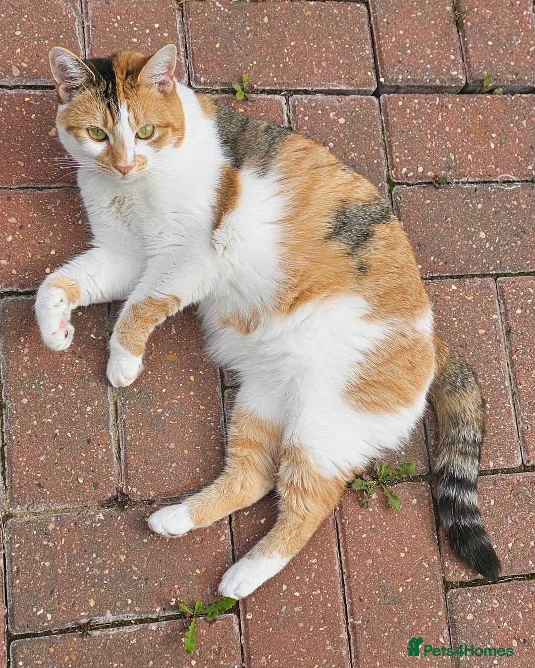 Domestic Shorthair cats for sale: Stunning Caliby cat - Super friendly - Image 2