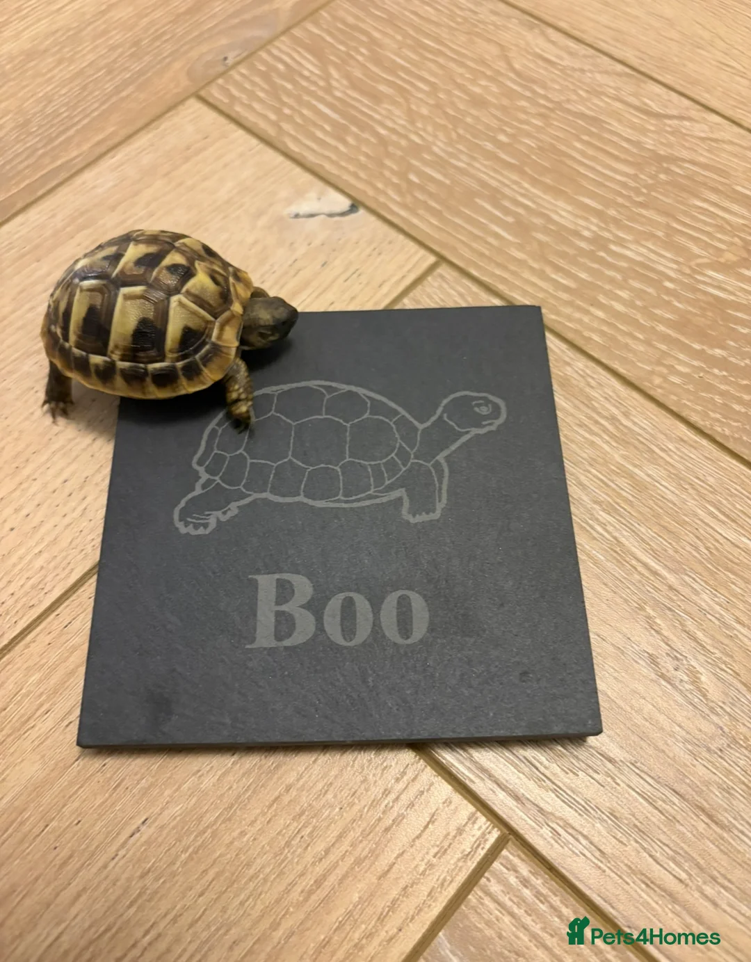 Hermann Tortoise reptiles for sale: Hermann tortoise  - Advert 1